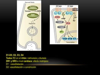 D1-D5; D2, D3, D4
Todos RD en el riñón: natriuresis y diuresis
DR1 y DR5 a nivel cardíaco: efecto inotrópico
D1 : vasodilatación
D2: vasodilatación o constricción
 
