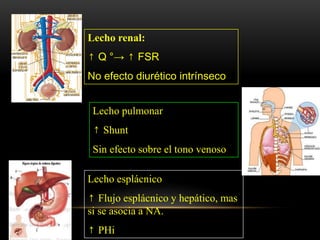 Lecho renal:
↑ Q °→ ↑ FSR
No efecto diurético intrínseco
Lecho pulmonar
↑ Shunt
Sin efecto sobre el tono venoso
Lecho esplácnico
↑ Flujo esplácnico y hepático, mas
si se asocia a NA.
↑ PHi
 