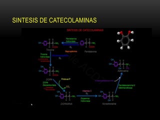SINTESIS DE CATECOLAMINAS
 