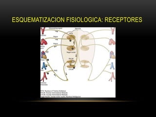 ESQUEMATIZACION FISIOLOGICA: RECEPTORES
 