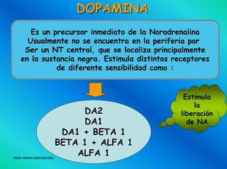 www.reeme.arizona.edu
DOPAMINADOPAMINA
DA2DA2
DA1DA1
DA1 + BETA 1DA1 + BETA 1
BETA 1 + ALFA 1BETA 1 + ALFA 1
ALFA 1ALFA 1
Es un precursor inmediato de la Noradrenalina
Usualmente no se encuentra en la periferia por
Ser un NT central, que se localiza principalmente
en la sustancia negra. Estimula distintos receptores
de diferente sensibilidad como :
Estimula
la
liberación
de NA
 
