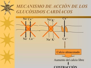 MECANISMO DE ACCIÒN DE LOS
GLUCÒSIDOS CARDÌACOS
  Na+ Ca++   Na K+
               +          Ca++




  Na+ Ca++   Na+ K+       Ca++



                      Calcio almacenado

                   Aumento del calcio libre
 