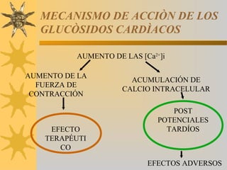 MECANISMO DE ACCIÒN DE LOS
   GLUCÒSIDOS CARDÌACOS

          AUMENTO DE LAS [Ca2+]i

AUMENTO DE LA
                       ACUMULACIÓN DE
  FUERZA DE
                     CALCIO INTRACELULAR
 CONTRACCIÓN

                                 POST
                              POTENCIALES
     EFECTO                     TARDÍOS
    TERAPÉUTI
       CO

                           EFECTOS ADVERSOS
 