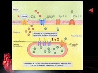 Inotropos Inotropicos y farmacos para la insuficiencia cardiaca | PPTX