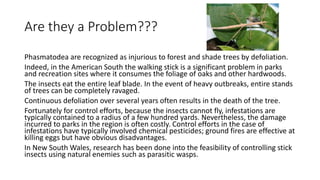 Are they a Problem???
Phasmatodea are recognized as injurious to forest and shade trees by defoliation.
Indeed, in the American South the walking stick is a significant problem in parks
and recreation sites where it consumes the foliage of oaks and other hardwoods.
The insects eat the entire leaf blade. In the event of heavy outbreaks, entire stands
of trees can be completely ravaged.
Continuous defoliation over several years often results in the death of the tree.
Fortunately for control efforts, because the insects cannot fly, infestations are
typically contained to a radius of a few hundred yards. Nevertheless, the damage
incurred to parks in the region is often costly. Control efforts in the case of
infestations have typically involved chemical pesticides; ground fires are effective at
killing eggs but have obvious disadvantages.
In New South Wales, research has been done into the feasibility of controlling stick
insects using natural enemies such as parasitic wasps.
 