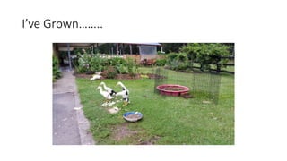 I’ve Grown……..
 