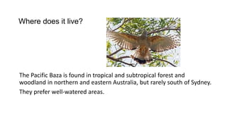 The Pacific Baza is found in tropical and subtropical forest and
woodland in northern and eastern Australia, but rarely south of Sydney.
They prefer well-watered areas.
Where does it live?
 