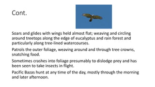 Cont.
Soars and glides with wings held almost flat; weaving and circling
around treetops along the edge of eucalyptus and rain forest and
particularly along tree-lined watercourses.
Patrols the outer foliage, weaving around and through tree crowns,
snatching food.
Sometimes crashes into foliage presumably to dislodge prey and has
been seen to take insects in flight.
Pacific Bazas hunt at any time of the day, mostly through the morning
and later afternoon.
 