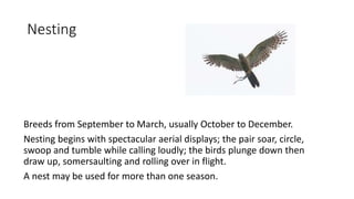 Nesting
Breeds from September to March, usually October to December.
Nesting begins with spectacular aerial displays; the pair soar, circle,
swoop and tumble while calling loudly; the birds plunge down then
draw up, somersaulting and rolling over in flight.
A nest may be used for more than one season.
 