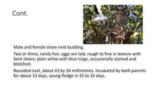 Cont.
Male and female share nest-building.
Two or three, rarely five, eggs are laid, rough to fine in texture with
faint sheen; plain white with blue tinge, occasionally stained and
blotched.
Rounded-oval, about 43 by 34 millimetres. Incubated by both parents
for about 33 days, young fledge in 32 to 35 days.
 