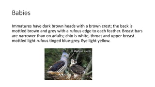 Babies
Immatures have dark brown heads with a brown crest; the back is
mottled brown and grey with a rufous edge to each feather. Breast bars
are narrower than on adults; chin is white, throat and upper breast
mottled light rufous tinged blue-grey. Eye light yellow.
 
