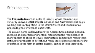 Stick Insects
The Phasmatodea are an order of insects, whose members are
variously known as stick insects in Europe and Australasia; stick-bugs,
walking sticks or bug sticks in the United States and Canada; or as
phasmids, ghost insects or leaf insects.
The group's name is derived from the Ancient Greek φάσμα phasma,
meaning an apparition or phantom, referring to the resemblance of
many species to sticks or leaves. Their natural camouflage makes them
difficult for predators to detect, but many species have a secondary line
of defence in the form of startle displays, spines or toxic secretions.
 