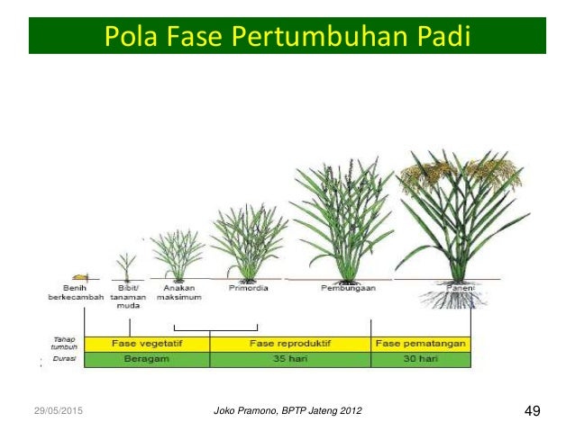 Inovasi Padi Tni