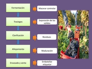 Fermentación
Trasiegos
Clarificación
Añejamiento
Macerar controlar
Separación de los
solidos
Residuos
Maduración
Envasado y venta
Embotellar
etiquetar
 