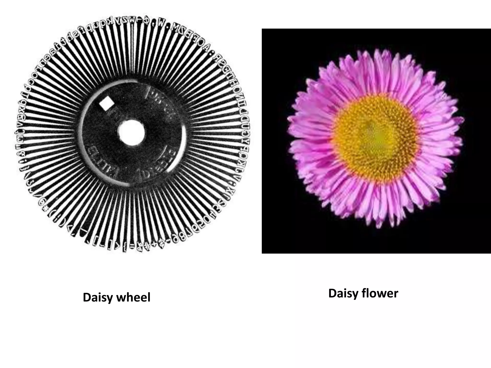 Daisy wheel   Daisy flower
 