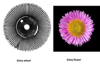 Daisy wheel   Daisy flower
 