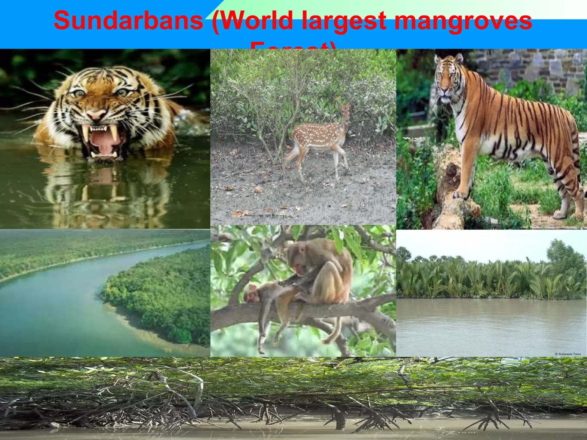 Sundarbans (World largest mangroves
Forest)

 
