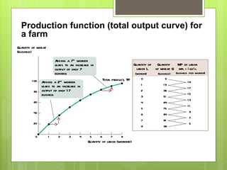 Production function (total output curve) for a farm 0 1 2 3 4 5 6 7 8 19 17 15 13 11 9 7 5 0 19 36 51 64 75 84 91 96 Quantity of labor L (worker) Quantity  of wheat Q (bushels) MP of labor MPL =  Q /  L (bushels per worker) 7 8 6 5 4 3 2 1 0 100 80 60 40 20 Quantity of wheat (bushels) Quantity of labor (workers) Total product, TP Adding a 7 th  worker leads to an increase in output of only 7 bushels Adding a 2 nd  worker leads to an increase in output of only 17 bushels 