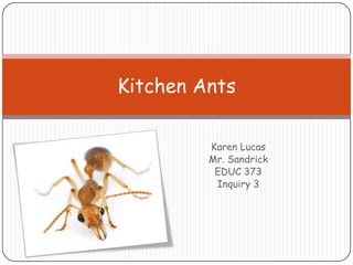 Karen Lucas Mr. Sandrick EDUC 373 Inquiry 3 Kitchen Ants 