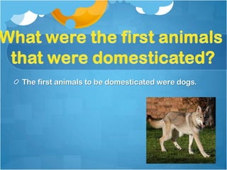 The first animals to be domesticated were dogs.
 