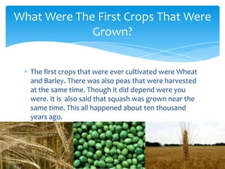 What Were The First Crops That Were
             Grown?


  The first crops that were ever cultivated were Wheat
  and Barley. There was also peas that were harvested
  at the same time. Though it did depend were you
  were. It is also said that squash was grown near the
  same time. This all happened about ten thousand
  years ago.
 