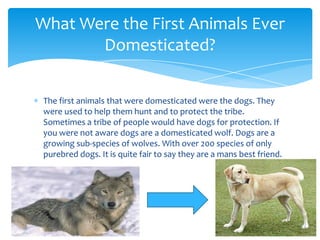 What Were the First Animals Ever
       Domesticated?

 The first animals that were domesticated were the dogs. They
 were used to help them hunt and to protect the tribe.
 Sometimes a tribe of people would have dogs for protection. If
 you were not aware dogs are a domesticated wolf. Dogs are a
 growing sub-species of wolves. With over 200 species of only
 purebred dogs. It is quite fair to say they are a mans best friend.
 