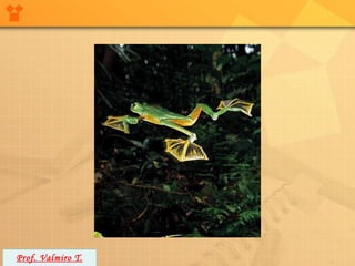 Prof. Valmiro T.
 