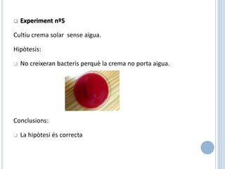  Experiment nº5
Cultiu crema solar sense aigua.
Hipòtesis:
 No creixeran bacteris perquè la crema no porta aigua.
Conclusions:
 La hipòtesi és correcta
 