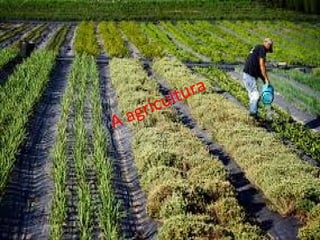 A agricultura
 