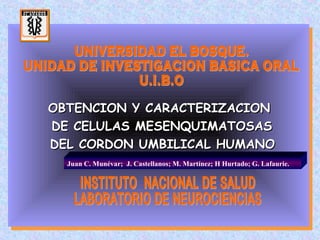 OBTENCION Y CARACTERIZACION
OBTENCION Y CARACTERIZACION
DE CELULAS MESENQUIMATOSAS
 DE CELULAS MESENQUIMATOSAS
DEL CORDON UMBILICAL HUMANO
 DEL CORDON UMBILICAL HUMANO
  Juan C. Munévar; J. Castellanos; M. Martínez; H Hurtado; G. Lafaurie.
 