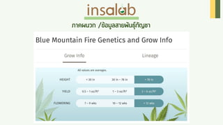 Cannabis Insalab Brand