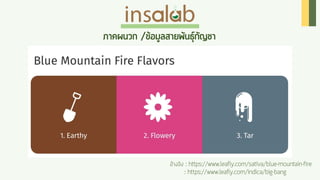 Cannabis Insalab Brand