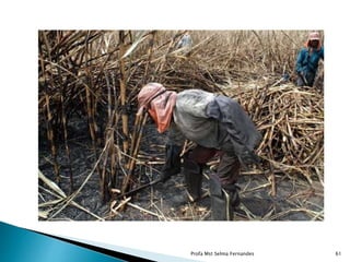 Profa Mst Selma Fernandes 61
 