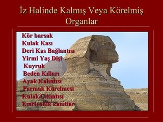 İz Halinde Kalmış Veya Körelmişİz Halinde Kalmış Veya Körelmiş
OrganlarOrganlar
Kör barsakKör barsak
Kulak KasıKulak Kası
Deri Kas BağlantısıDeri Kas Bağlantısı
Yirmi Yaş DişiYirmi Yaş Dişi
KuyrukKuyruk
Beden KıllarıBeden Kılları
Ayak KalıntısıAyak Kalıntısı
Parmak KörelmesiParmak Körelmesi
Kulak ÇıkıntısıKulak Çıkıntısı
Emriyonik kanıtlarEmriyonik kanıtlar
 