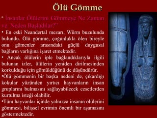Ölü GömmeÖlü Gömme
“ İnsanlar Ölülerini Gömmeye Ne Zamanİnsanlar Ölülerini Gömmeye Ne Zaman
ve Neden Başladılar?”ve Neden Başladılar?”
• En eski Neandertal mezarı, Würm buzulunda
bulundu. Ölü gömme, çoğunlukla ölen bireyle
onu gömenler arasındaki güçlü duygusal
bağların varlığına işaret etmektedir.
• Ancak ölülerin iple bağlandıklarıyla ilgili
bulunan izler, ölülerin yeniden dirilmesinden
korkulduğu için gömüldüğünü de düşündürür.
•Ölü gömmenin bir başka nedeni de, çıkardığı
kokular yüzünden yırtıcı hayvanların insan
gruplarını bulmasını sağlayabilecek cesetlerden
kurtulma isteği olabilir.
•Tüm hayvanlar içinde yalnızca insanın ölülerini
gömmesi, bilişsel evrimin önemli bir aşamasını
göstermektedir.
 