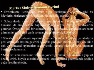 Merkez Sinir Sisteminin EvrimiMerkez Sinir Sisteminin Evrimi
• Evrimleşme ilerledikçe, tıpkı diğer özelleşmiş organlar gibi bu
işlevlerini üstlenen bir sinir düzeninin geliştiği görülür.
• Solucanlarda sinir hücrelerinin gangliyonlar hâlinde toplandıkları,
bunların da her birinin bağımsız karar verme özelliği taşıdıklarını
görürüz. Örneğin; ilkel bir solucanı ikiye bölerseniz, gangliyonları zarar
görmemişse, iki yeni canlı solucan bireyi ortaya çıkacaktır.
• Sürekli ve tekrarlayıcı uyaranlar, hemen bütün çok hücreli yaratıkların
yeni ortamlara baş bölgelerini sokarak girdikleri bilinir. Çünkü özellikle
ışık ve kimyasal uyaranları algılayacak, duyarlı hücreler veya organlar
burada toplanmıştır.
• Merkezî sinir düzeninin ve onun yönettiği bütün organizmanın yapısal
özelliklerini, büyük olasılıkla gelecek kuşaklara da geçebilecek şekilde
değiştirebilmektedir.
 