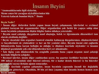 İnsanın Beyiniİnsanın Beyini
“Anımsadıklarımla ilgili sözlerim,Anımsadıklarımla ilgili sözlerim,
Meme emen bir çocuğun söylediklerinden bileMeme emen bir çocuğun söylediklerinden bile
Yetersiz kalacak bundan böyle.” DanteYetersiz kalacak bundan böyle.” Dante
Beyin Nedir?Beyin Nedir?
• İnsanı diğer türlerden farklı yapan insan beyni; çalışmasını, işlevlerini ve evrimselİnsanı diğer türlerden farklı yapan insan beyni; çalışmasını, işlevlerini ve evrimsel
gizimizi koruyan bir organımızdır. Diğer organlardan çok farklı bir yapıya sahip olangizimizi koruyan bir organımızdır. Diğer organlardan çok farklı bir yapıya sahip olan
insan beyninin çalışmasına ilişkin bilgiler halen oldukça yetersizdir.insan beyninin çalışmasına ilişkin bilgiler halen oldukça yetersizdir.
• Beynin nasıl çalıştığı, duyguların nasıl oluştuğu, belek ve öğrenmenin düzenekleri tamBeynin nasıl çalıştığı, duyguların nasıl oluştuğu, belek ve öğrenmenin düzenekleri tam
olarak çözülmüş değildir.olarak çözülmüş değildir.
• Beyin vücuttaki tüm organları kontrol etmekle kalmayıp duygularımızı, düşüncelerimiziBeyin vücuttaki tüm organları kontrol etmekle kalmayıp duygularımızı, düşüncelerimizi
ve hayallerimizi de yönlendirir ve her an bir yenisini ekler. Beynin önemi eski çağlardave hayallerimizi de yönlendirir ve her an bir yenisini ekler. Beynin önemi eski çağlarda
bilinmiyordu buna karşın belleğin ne olduğu ve düşünce üzerinde söylemler ve insanınbilinmiyordu buna karşın belleğin ne olduğu ve düşünce üzerinde söylemler ve insanın
düşünsel geçmişinde çok eski dönemlerden beri yer almaktadır.düşünsel geçmişinde çok eski dönemlerden beri yer almaktadır.
• İşin ilginç yanı düşüncedeki bu zenginlik yanında bunu yapan organın nasıl çalıştığıİşin ilginç yanı düşüncedeki bu zenginlik yanında bunu yapan organın nasıl çalıştığı
üzerinde bilgilerin azlığıdır.üzerinde bilgilerin azlığıdır.
• Beyinsel işlevler, insanı diğer canlılardan ayırır, bu şaşırtıcı özellikler beyinde bulunanBeyinsel işlevler, insanı diğer canlılardan ayırır, bu şaşırtıcı özellikler beyinde bulunan
100 milyar civarındaki sinir hücresi (nöron), bir o kadar destek hücresi ve bu hücreler100 milyar civarındaki sinir hücresi (nöron), bir o kadar destek hücresi ve bu hücreler
arasındaki sayısız iletişim ağının sonucudur.arasındaki sayısız iletişim ağının sonucudur.
•Fosiller üzerinde yapılan çalışmalar, insan beyninin yapısında önemli bir değişiklikFosiller üzerinde yapılan çalışmalar, insan beyninin yapısında önemli bir değişiklik
olmadığım gösteriyor. Olasılıkla, 50 bin yıl önce yaşamış olan insanla hemen hemen aynıolmadığım gösteriyor. Olasılıkla, 50 bin yıl önce yaşamış olan insanla hemen hemen aynı
beyne sahibiz.beyne sahibiz.
 