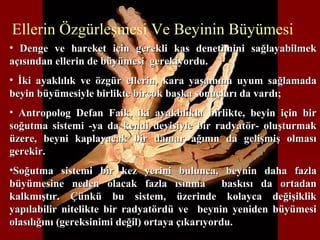 • Denge ve hareket için gerekli kas denetimini sağlayabilmekDenge ve hareket için gerekli kas denetimini sağlayabilmek
açısından ellerin de büyümesi gerekiyordu.açısından ellerin de büyümesi gerekiyordu.
• İki ayaklılık ve özgür ellerin, kara yaşamına uyum sağlamadaİki ayaklılık ve özgür ellerin, kara yaşamına uyum sağlamada
beyin büyümesiyle birlikte birçok başka sonuçları da vardı;beyin büyümesiyle birlikte birçok başka sonuçları da vardı;
• Antropolog Defan Faik, iki ayaklılıkla birlikte, beyin için birAntropolog Defan Faik, iki ayaklılıkla birlikte, beyin için bir
soğutma sistemi -ya da kendi deyisiyle bir radyatör- oluşturmaksoğutma sistemi -ya da kendi deyisiyle bir radyatör- oluşturmak
üzere, beyni kaplayacak bir damar ağının da gelişmiş olmasıüzere, beyni kaplayacak bir damar ağının da gelişmiş olması
gerekir.gerekir.
•Soğutma sistemi bir kez yerini bulunca, beynin daha fazlaSoğutma sistemi bir kez yerini bulunca, beynin daha fazla
büyümesine neden olacak fazla ısınma baskısı da ortadanbüyümesine neden olacak fazla ısınma baskısı da ortadan
kalkmıştır. Çünkü bu sistem, üzerinde kolayca değişiklikkalkmıştır. Çünkü bu sistem, üzerinde kolayca değişiklik
yapılabilir nitelikte bir radyatördü ve beynin yeniden büyümesiyapılabilir nitelikte bir radyatördü ve beynin yeniden büyümesi
olasılığını (gereksinimi değil) ortaya çıkarıyordu.olasılığını (gereksinimi değil) ortaya çıkarıyordu.
Ellerin Özgürleşmesi Ve Beyinin Büyümesi
 