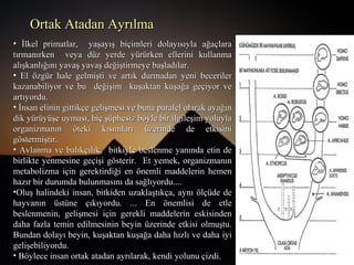 • İlkel primatlar, yaşayış biçimleri dolayısıyla ağaçlaraİlkel primatlar, yaşayış biçimleri dolayısıyla ağaçlara
tırmanırken veya düz yerde yürürken ellerini kullanmatırmanırken veya düz yerde yürürken ellerini kullanma
alışkanlığını yavaş yavaş değiştirmeye başladılar.alışkanlığını yavaş yavaş değiştirmeye başladılar.
• El özgür hale gelmişti ve artık durmadan yeni becerilerEl özgür hale gelmişti ve artık durmadan yeni beceriler
kazanabiliyor ve bu değişim kuşaktan kuşağa geçiyor vekazanabiliyor ve bu değişim kuşaktan kuşağa geçiyor ve
artıyordu.artıyordu.
• İnsan elinin gittikçe gelişmesi ve buna paralel olarak ayağınİnsan elinin gittikçe gelişmesi ve buna paralel olarak ayağın
dik yürüyüşe uyması, hiç şüphesiz böyle bir ilgileşim yoluyladik yürüyüşe uyması, hiç şüphesiz böyle bir ilgileşim yoluyla
organizmanın öteki kısımları üzerinde de etkisiniorganizmanın öteki kısımları üzerinde de etkisini
göstermiştir.göstermiştir.
• Avlanma ve balıkçılık, bitkiyle beslenme yanında etin deAvlanma ve balıkçılık, bitkiyle beslenme yanında etin de
birlikte yenmesine geçişi gösterir. Et yemek, organizmanınbirlikte yenmesine geçişi gösterir. Et yemek, organizmanın
metabolizma için gerektirdiği en önemli maddelerin hemenmetabolizma için gerektirdiği en önemli maddelerin hemen
hazır bir durumda bulunmasını da sağlıyordu....hazır bir durumda bulunmasını da sağlıyordu....
•Oluş halindeki insan, bitkiden uzaklaştıkça, aynı ölçüde deOluş halindeki insan, bitkiden uzaklaştıkça, aynı ölçüde de
hayvanın üstüne çıkıyordu. ... En önemlisi de etlehayvanın üstüne çıkıyordu. ... En önemlisi de etle
beslenmenin, gelişmesi için gerekli maddelerin eskisindenbeslenmenin, gelişmesi için gerekli maddelerin eskisinden
daha fazla temin edilmesinin beyin üzerinde etkisi olmuştu.daha fazla temin edilmesinin beyin üzerinde etkisi olmuştu.
Bundan dolayı beyin, kuşaktan kuşağa daha hızlı ve daha iyiBundan dolayı beyin, kuşaktan kuşağa daha hızlı ve daha iyi
gelişebiliyordu.gelişebiliyordu.
• Böylece insan ortak atadan ayrılarak, kendi yolunu çizdi.Böylece insan ortak atadan ayrılarak, kendi yolunu çizdi.
Ortak Atadan AyrılmaOrtak Atadan Ayrılma
 