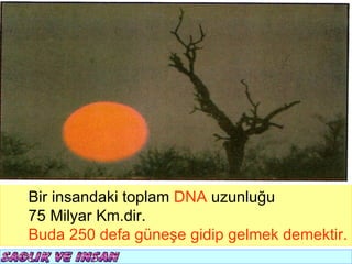 Bir insandaki toplam DNA uzunluğu
75 Milyar Km.dir.
Buda 250 defa güneşe gidip gelmek demektir.
 