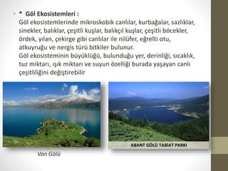 • * Göl Ekosistemleri :
Göl ekosistemlerinde mikroskobik canlılar, kurbağalar, sazlıklar,
sinekler, balıklar, çeşitli kuşlar, balıkçıl kuşlar, çeşitli böcekler,
ördek, yılan, çekirge gibi canlılar ile nilüfer, eğrelti otu,
atkuyruğu ve nergis türü bitkiler bulunur.
Göl ekosisteminin büyüklüğü, bulunduğu yer, derinliği, sıcaklık,
tuz miktarı, ışık miktarı ve suyun özelliği burada yaşayan canlı
çeşitliliğini değiştirebilir
Van Gölü
 