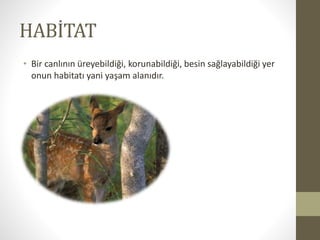 HABİTAT
• Bir canlının üreyebildiği, korunabildiği, besin sağlayabildiği yer
onun habitatı yani yaşam alanıdır.
 