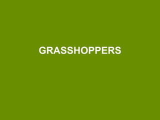 GRASSHOPPERS
 