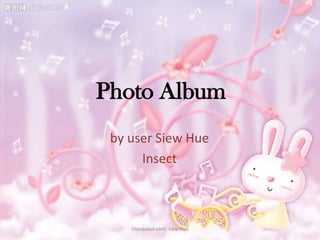 Photo Album
 by user Siew Hue
      Insect



    Disediakan oleh: Siew Hue
 