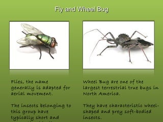 Fly and Wheel Bug

Flies, the name
generally is adapted for
aerial movement.

Wheel Bug are one of the
largest terrestrial true bugs in
North America.

The insects belonging to
this group have
typically short and

They have characteristic wheelshaped and prey soft-bodied
insects.

 