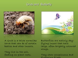 Grub and Butterfly

A Grub is a thick wormlike
larva that can be of certain
beetles and other insects.
They live in the soil,
feeding on plant roots.

Butterflies are mainly dayflying insect that have
large, often brightly coloured
wings.
They show conspicuous and

 