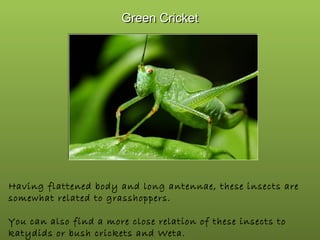 Green Cricket

Having flattened body and long antennae, these insects are
somewhat related to grasshoppers.
You can also find a more close relation of these insects to
katydids or bush crickets and Weta.

 