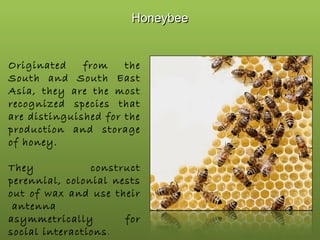 Honeybee

Originated
from
the
South and South East
Asia, they are the most
recognized species that
are distinguished for the
production and storage
of honey.
They
construct
perennial, colonial nests
out of wax and use their
 antenna
asymmetrically
for
social interactions .

 