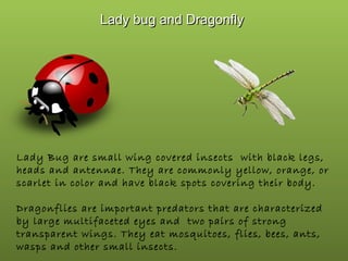Lady bug and Dragonfly

Lady Bug are small wing covered insects with black legs,
heads and antennae. They are commonly yellow, orange, or
scarlet in color and have black spots covering their body.
Dragonflies are important predators that are characterized
by large multifaceted eyes and two pairs of strong
transparent wings. They eat mosquitoes, flies, bees, ants,
wasps and other small insects.

 