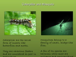 Caterpillar and Mosquito

Caterpillar are the larval
form of insects like
butterflies and moths.

Mosquitoes belong to a
family of small, midge-like
flies.

They are varacious feeders
and are considered as pest in

A few of its species are
harmless while most are

 